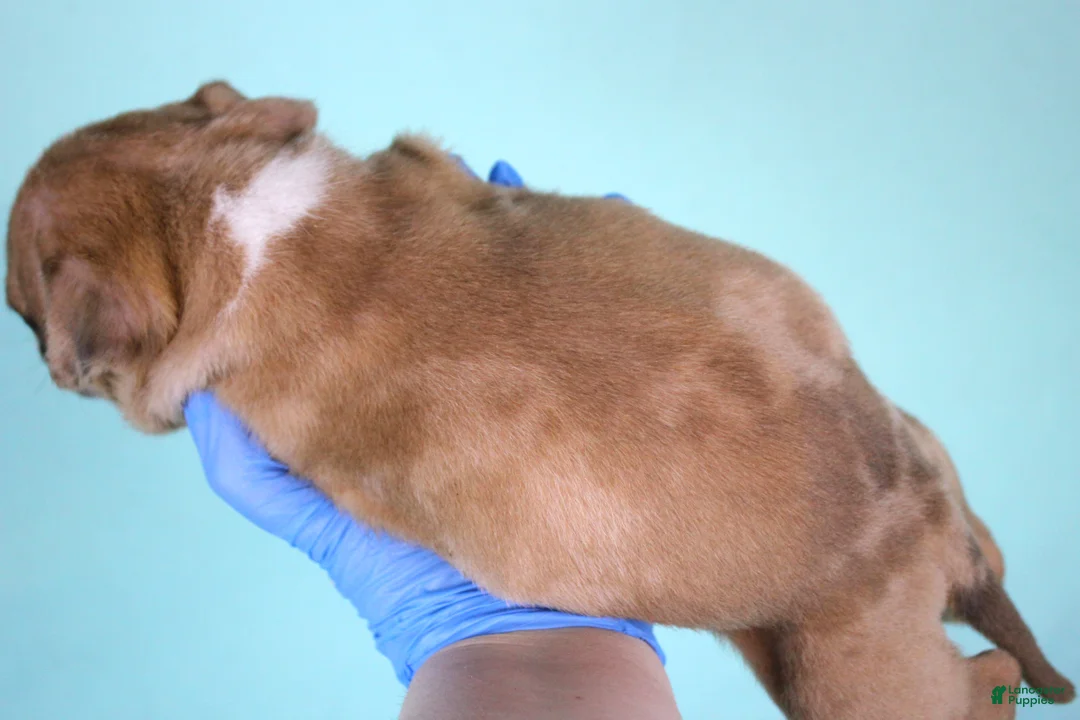 American Bully dogs for sale: Black Fawn Merle Female - Ad 3