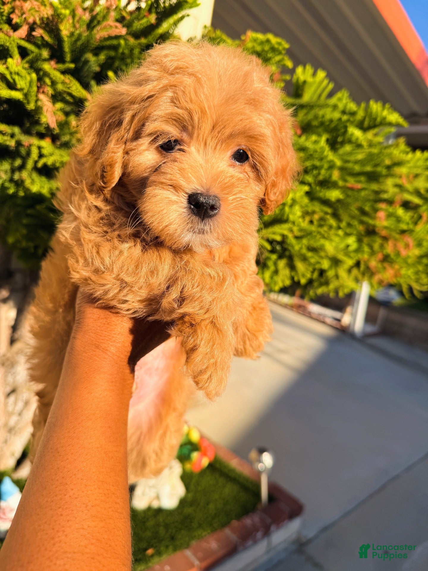 Mixed Breed dogs Chocolate chip - Ad 40