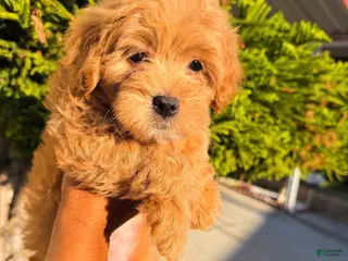 Mixed Breed dogs Chocolate chip - Ad 40