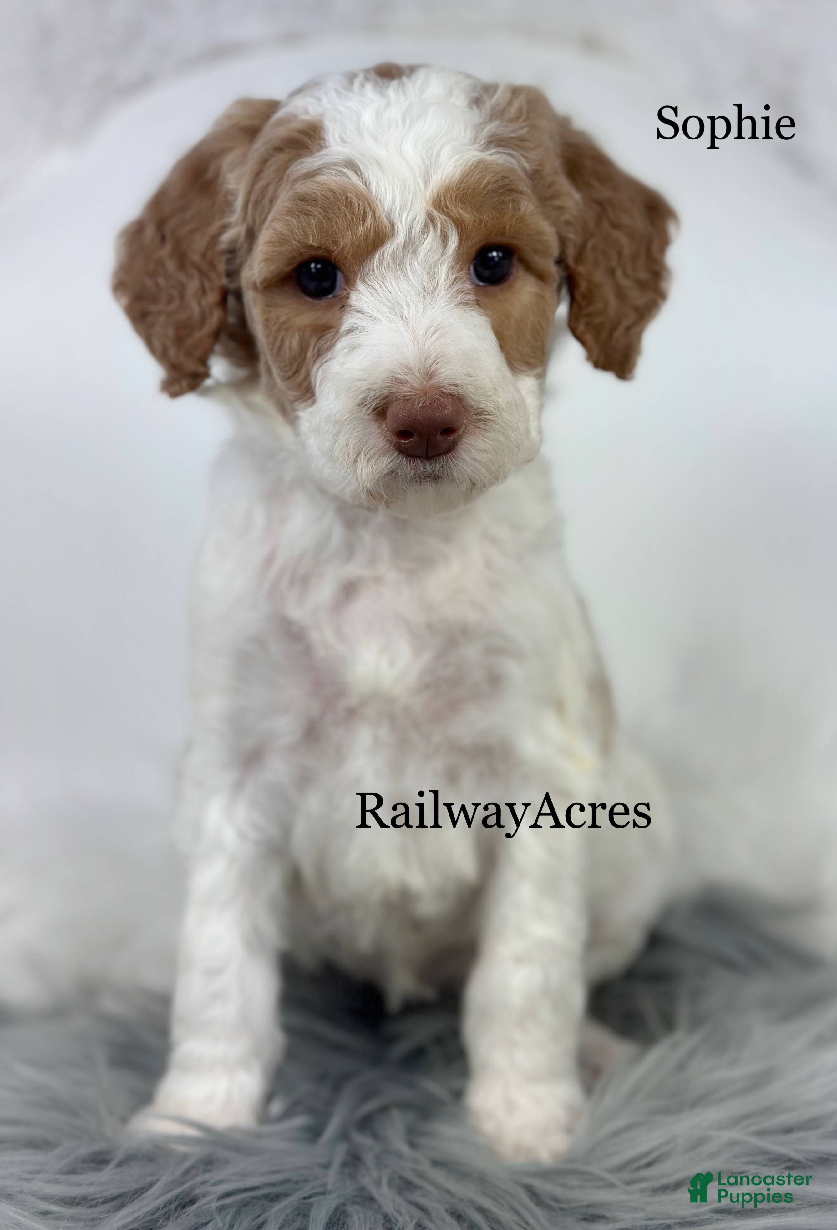 Mixed Breed dogs Sophie - Ad 20