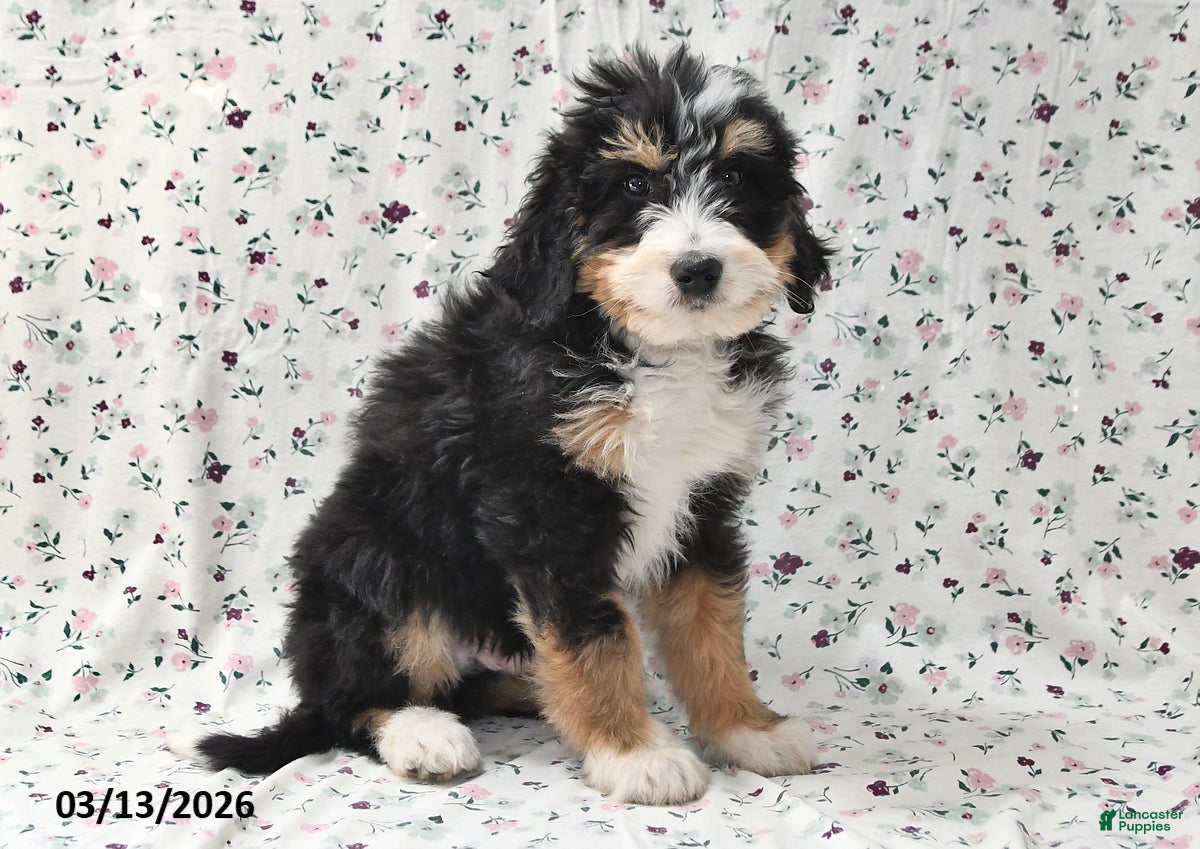 Bernedoodle dogs Rex - Ad 2