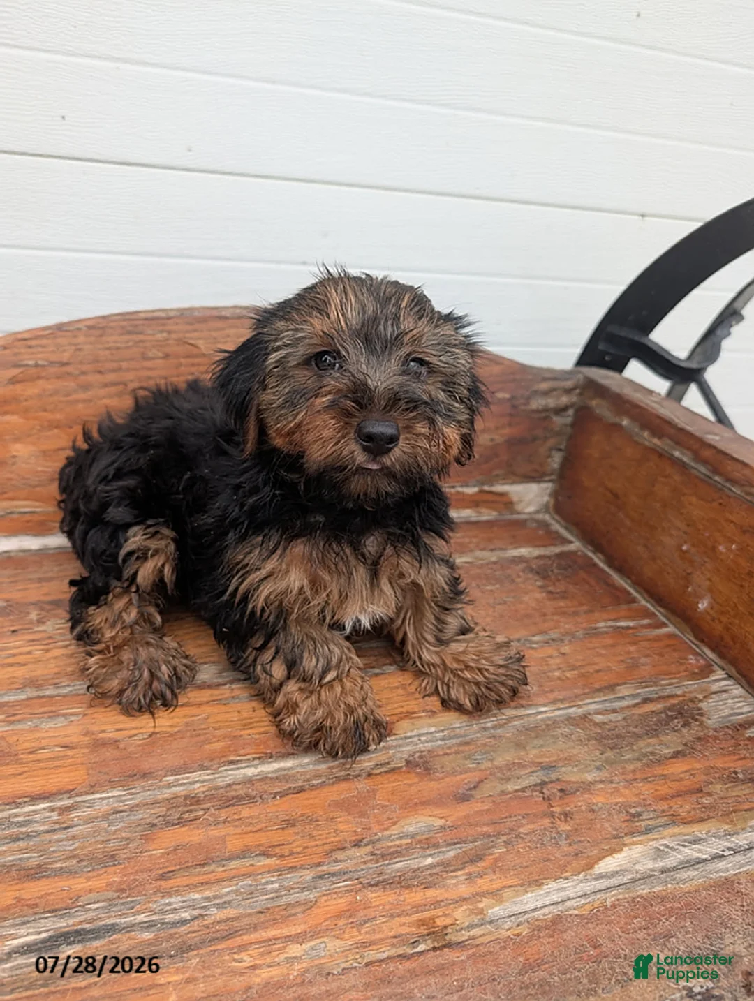 Yorkshire Terrier dogs for sale: Tanner - Ad 1