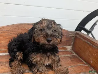 Yorkshire Terrier dogs Tanner - Ad 25