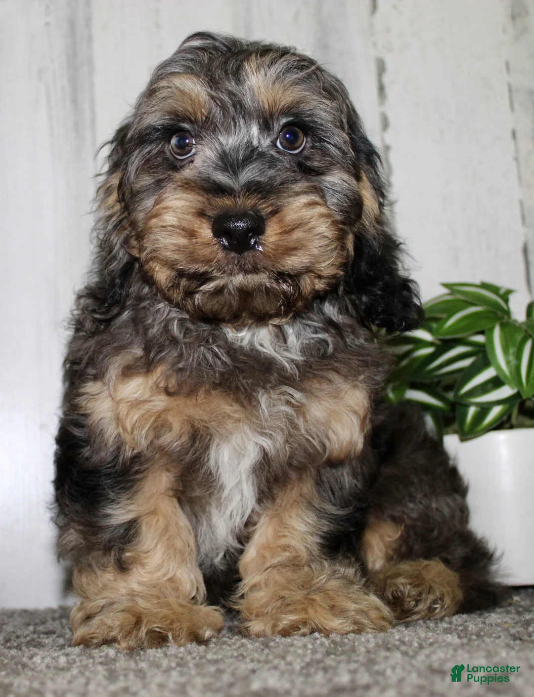 Cockapoo dogs for sale: Tanner - Ad 2