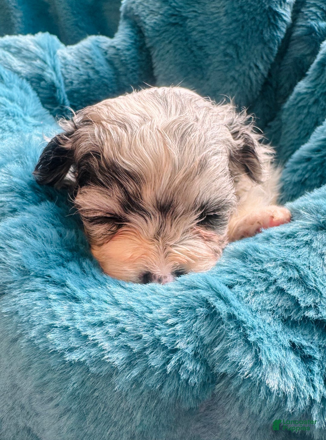 Pomapoo dogs for sale: Pomapoo Puppy 1 - Ad 4