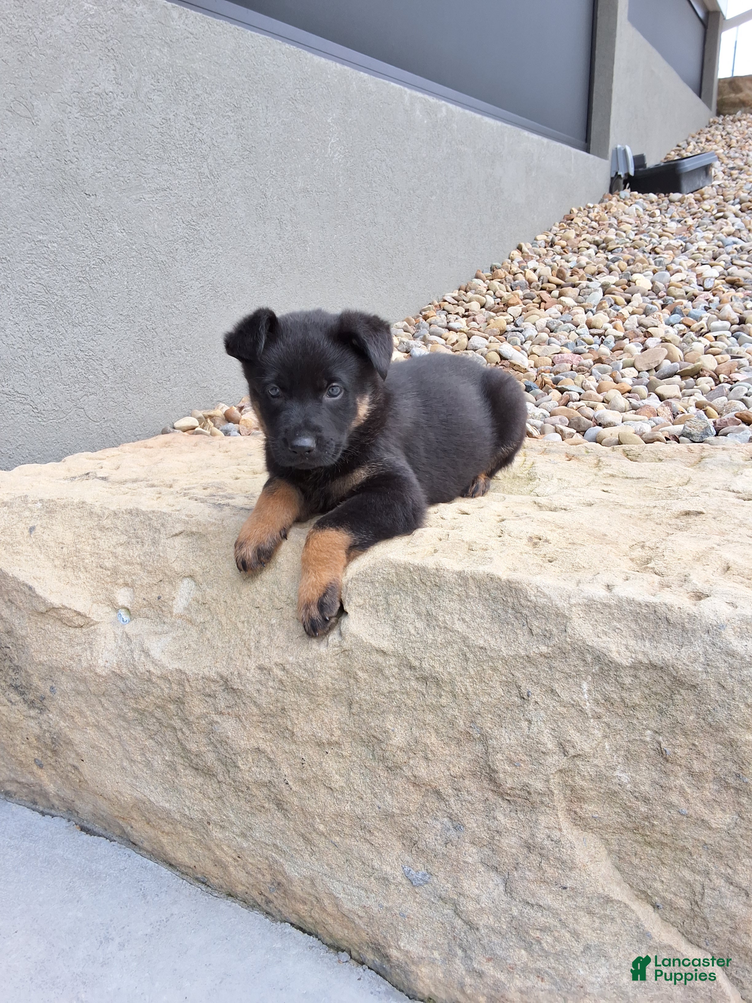 German Shepherd dogs Zeus - Ad 2