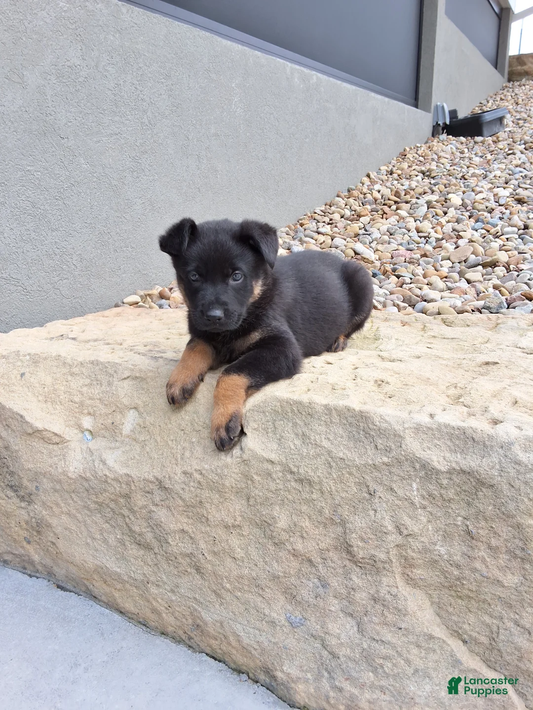 German Shepherd dogs for sale: Zeus - Ad 2