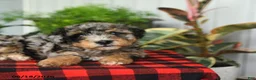 Mini Bernedoodle dogs for sale: Charlotte - Ad 3