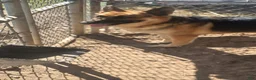 German Shepherd dogs for sale: German Shepherd 1 - Ad 8
