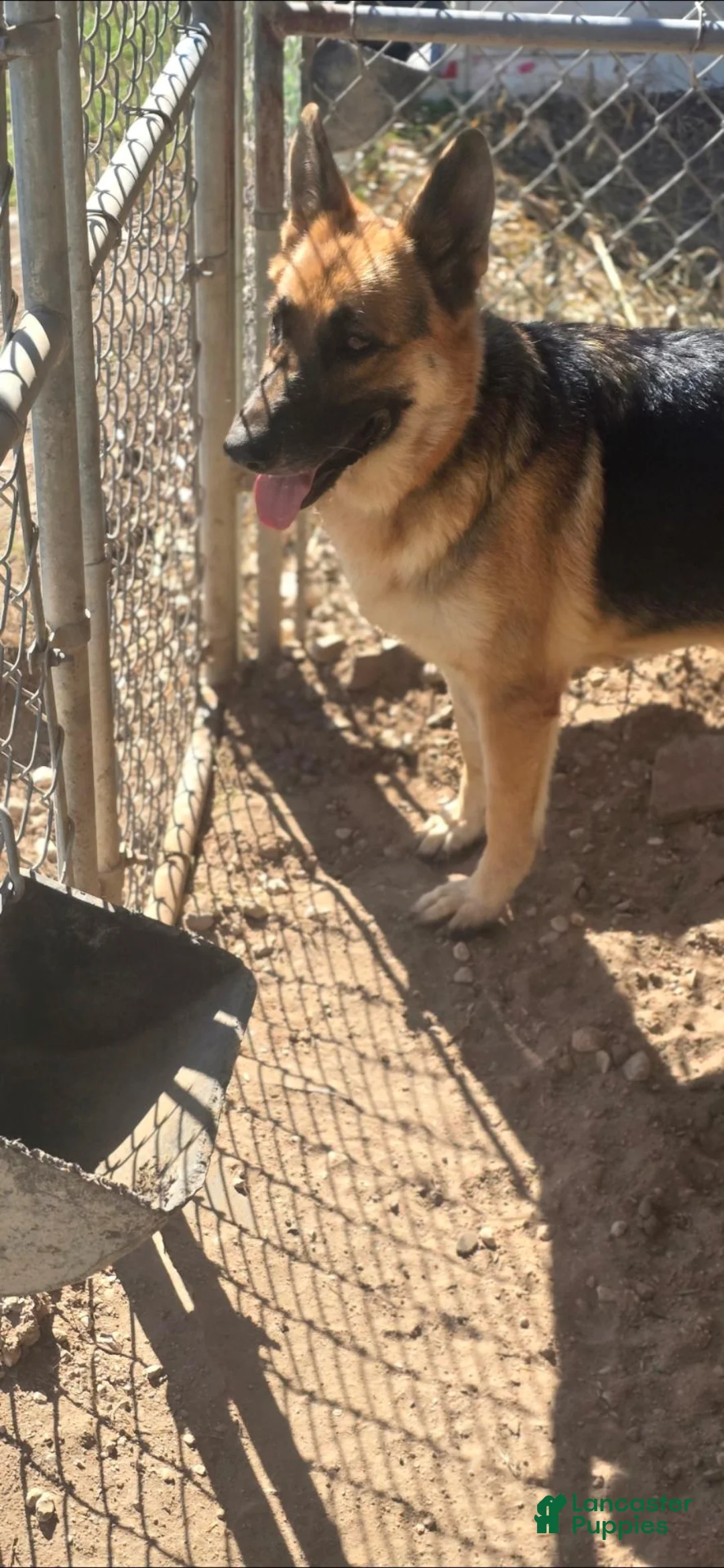 German Shepherd dogs for sale: German Shepherd 1 - Ad 8