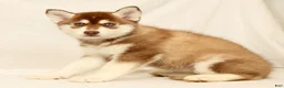 Gerberian Shepsky dogs for sale: Abby - Ad 3