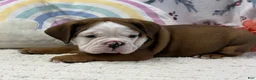 English Bulldog dogs for sale: Lucky  - Ad 5
