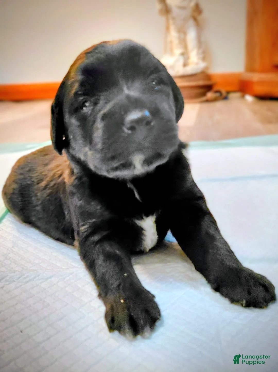 Mini Goldendoodle dogs for sale: Mini Goldendoodle JOJO - Ad 2