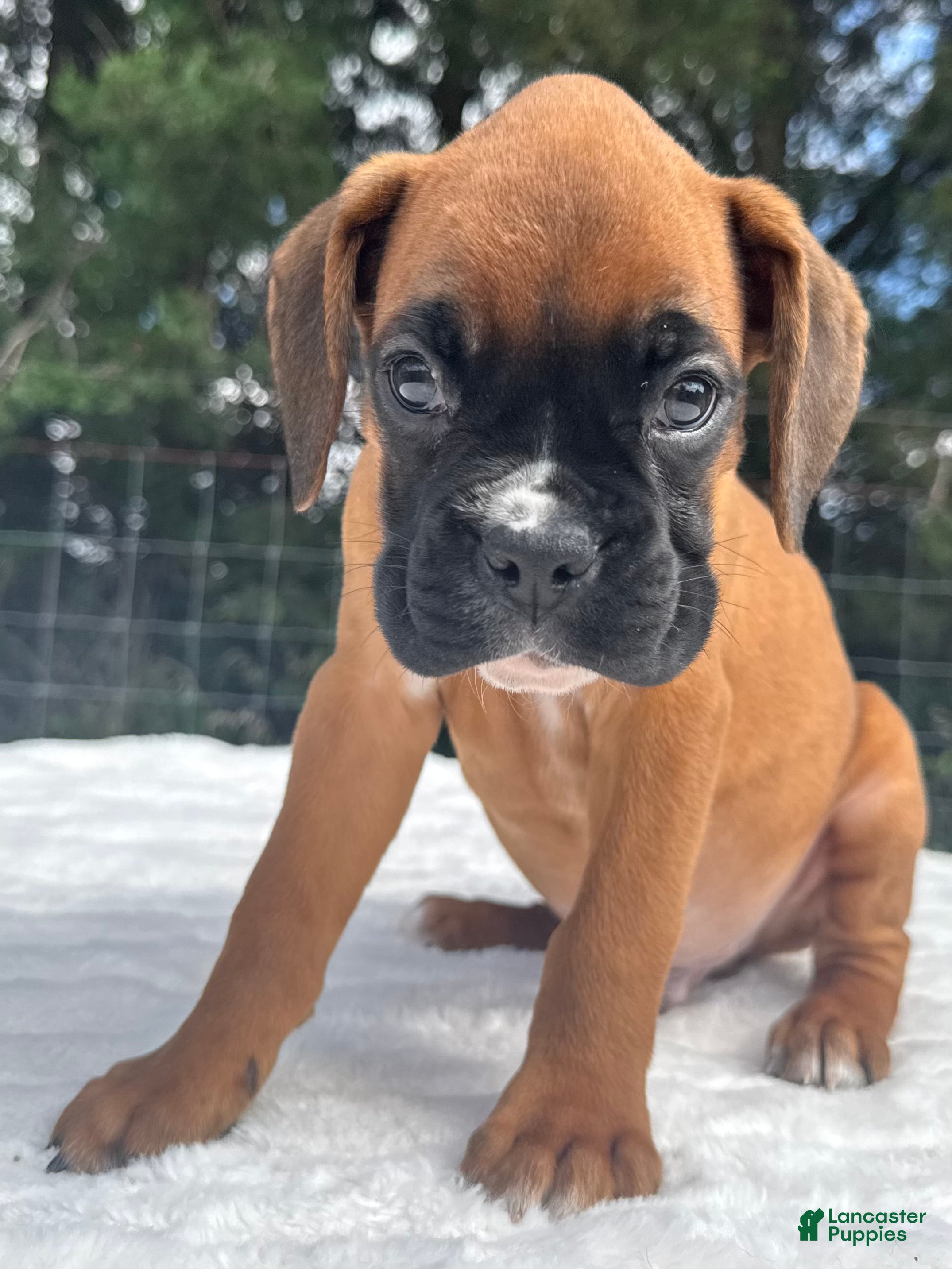 Boxer dogs Art - Ad 1