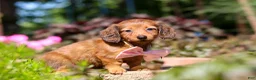 Miniature Dachshund dogs for sale: Allie - Ad 7