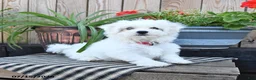 Mixed Breed dogs for sale: Ottis - Ad 4
