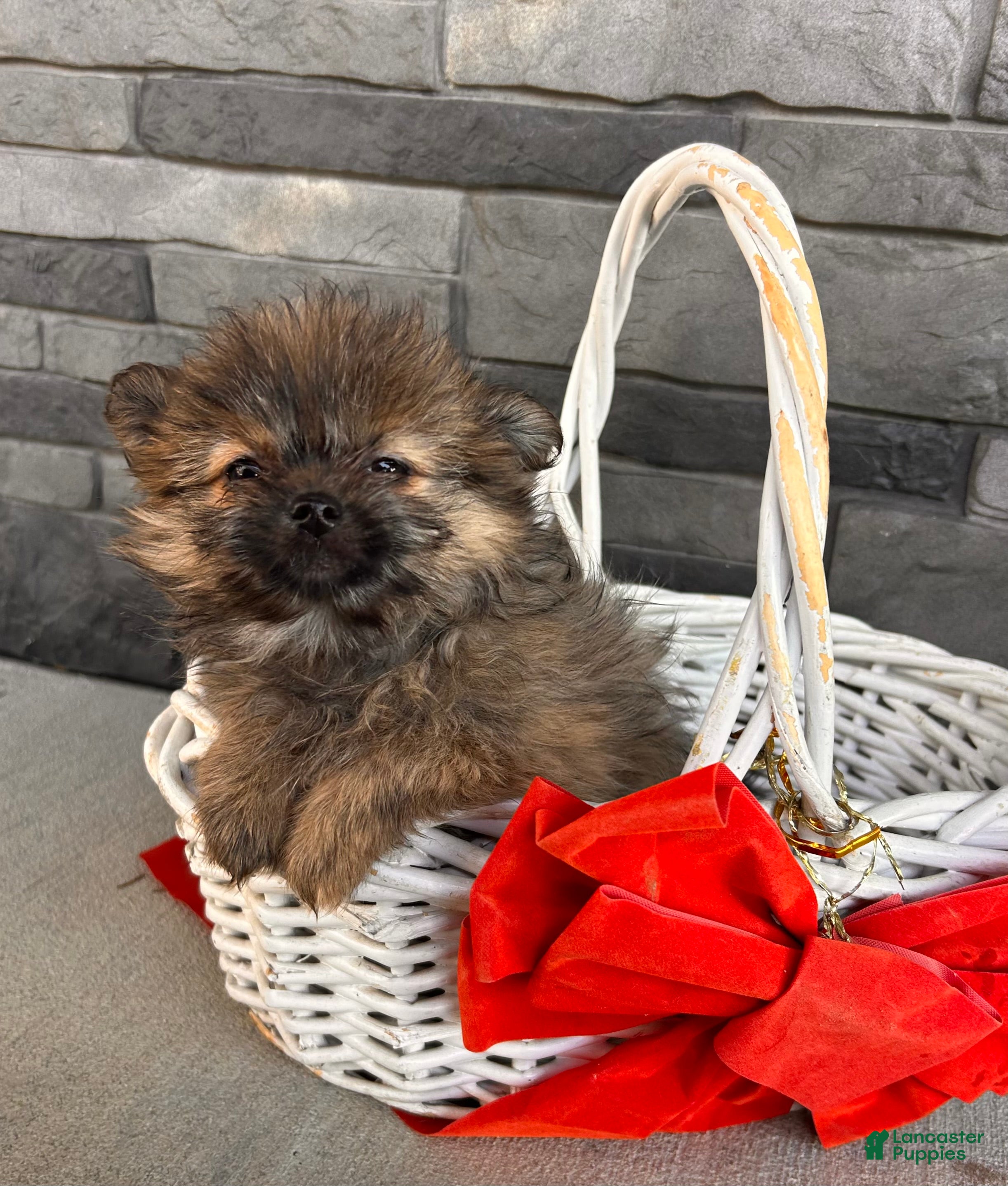 Mixed Breed dogs Gigi - Ad 2