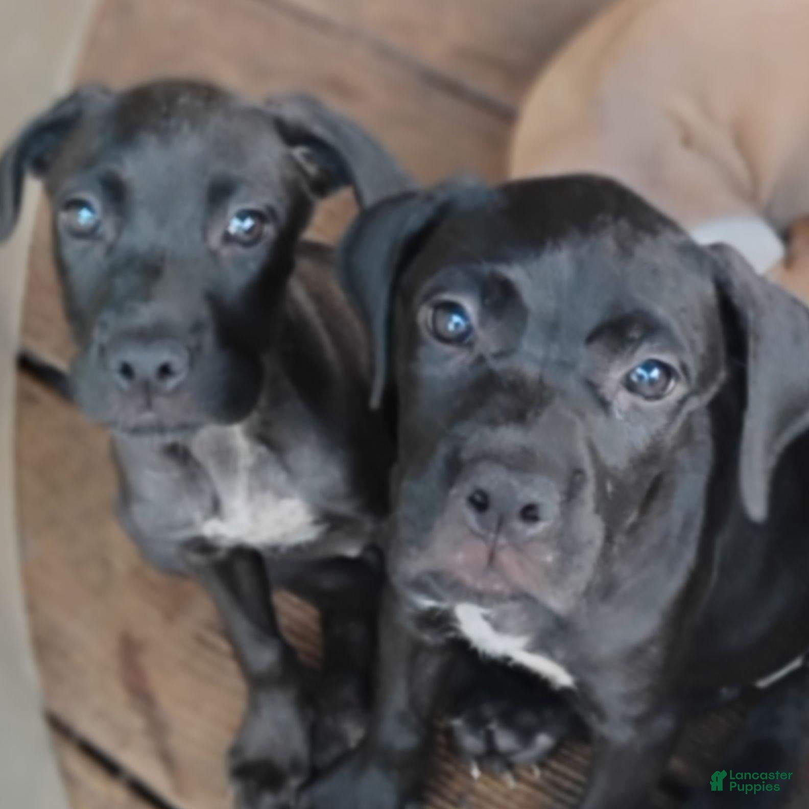Mixed Breed dogs for sale: Mixed Breed 4 - Ad 4