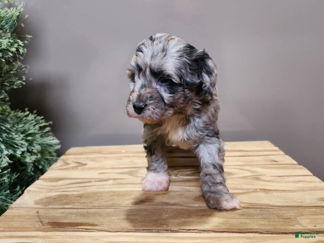 Mini Bernedoodle dogs for sale: Angel - Ad 14