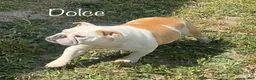 English Bulldog dogs for sale: Muffin - Ad 11