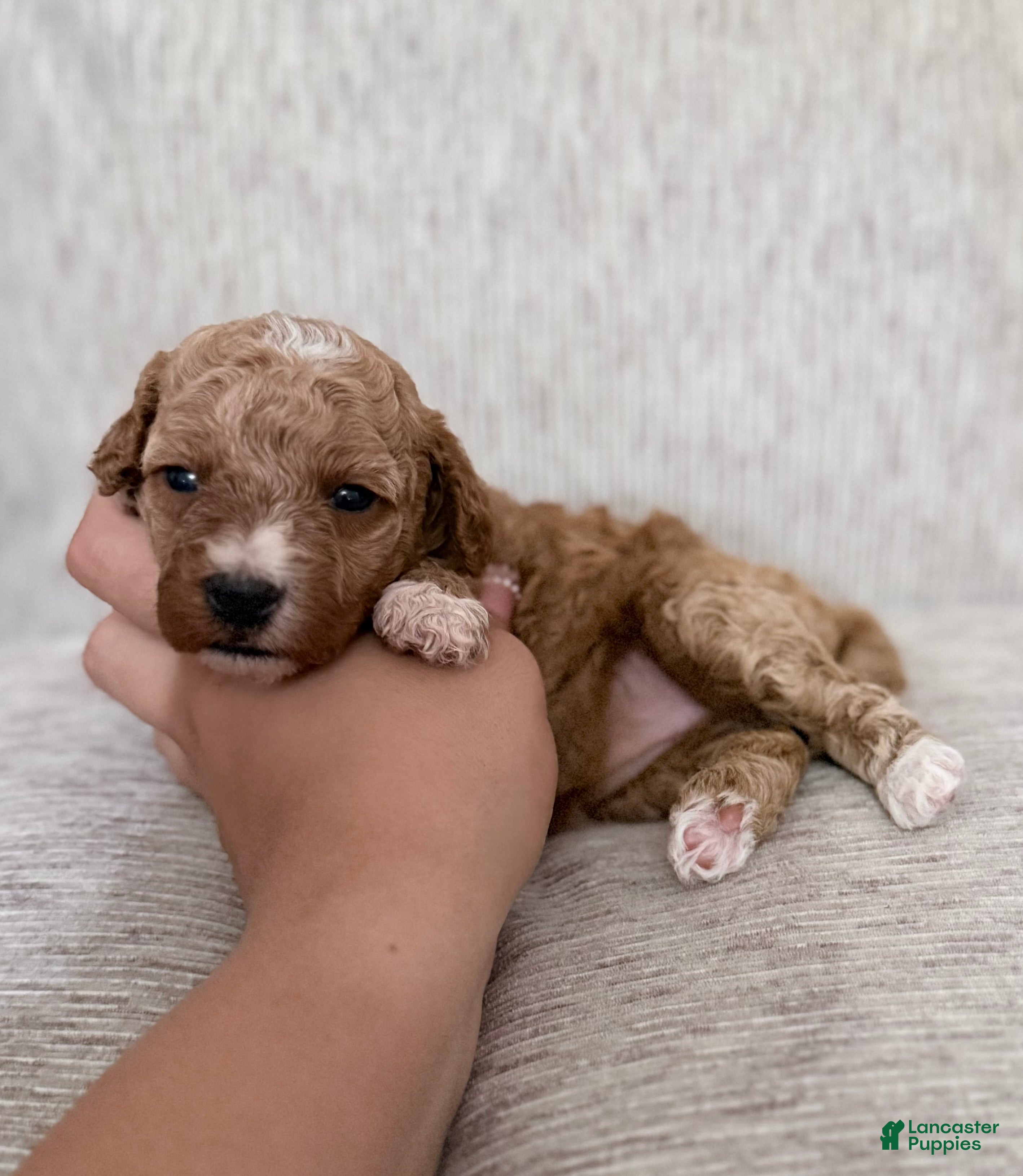 Mini Goldendoodle dogs Puppy 3 - Ad 24
