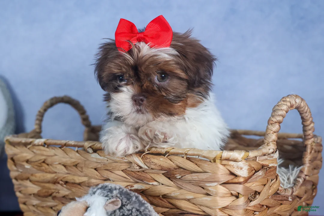 Shih Tzu dogs for sale: FINN - Ad 15