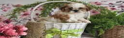 Shih Tzu dogs for sale: Duke - Ad 1