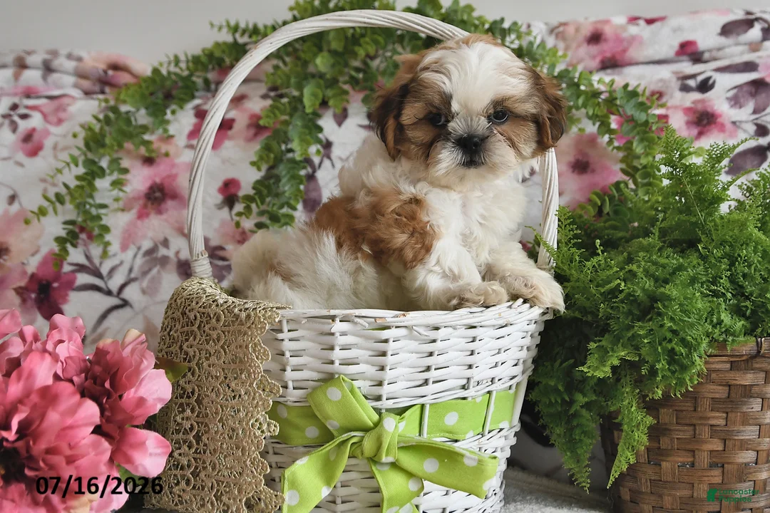 Shih Tzu dogs for sale: Duke - Ad 1