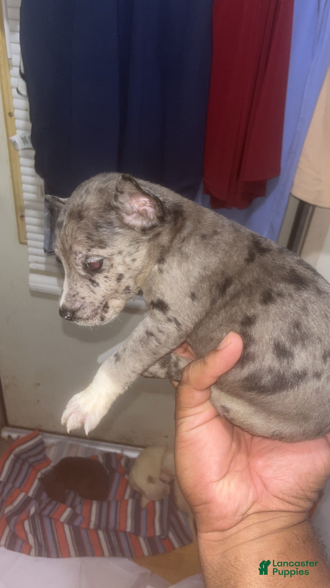 American Pit Bull Terrier dogs American Pit Bull Terrier 1 - Ad 10