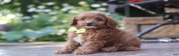 Cavapoo dogs for sale: Justin - Ad 7