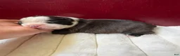 Boston Terrier dogs for sale: Boston Terrier 1River  - Ad 2