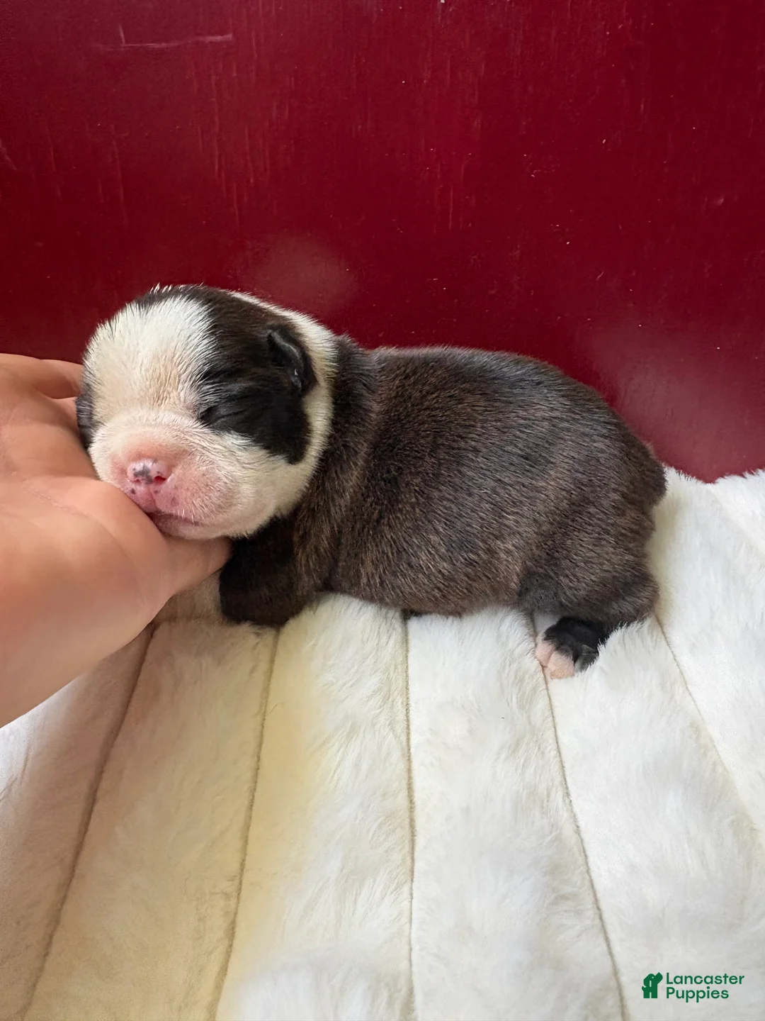 Boston Terrier dogs for sale: Boston Terrier 1River  - Ad 2