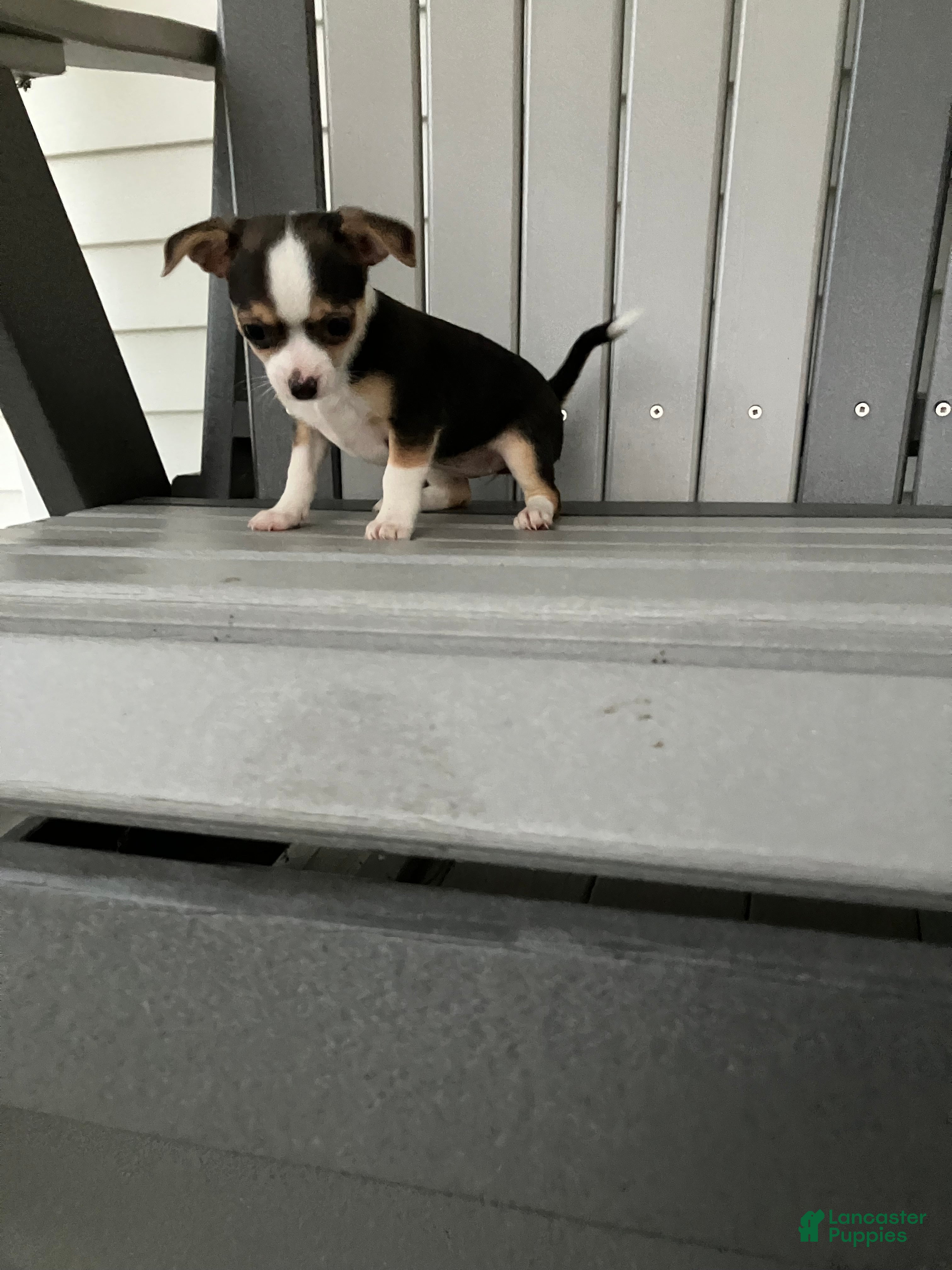 Chihuahua (Chihuahua, Female) in Decatur, IN