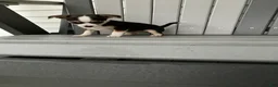 Chihuahua dogs for sale: Akc Tiny - Ad 1