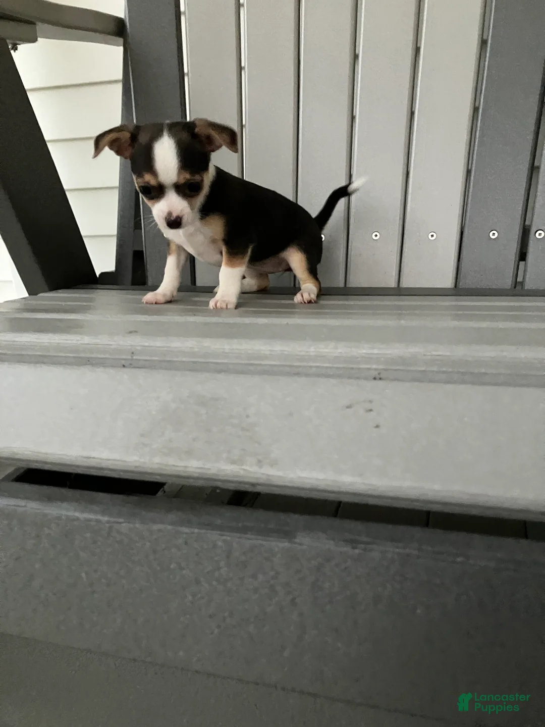 Chihuahua dogs for sale: Akc Tiny - Ad 1