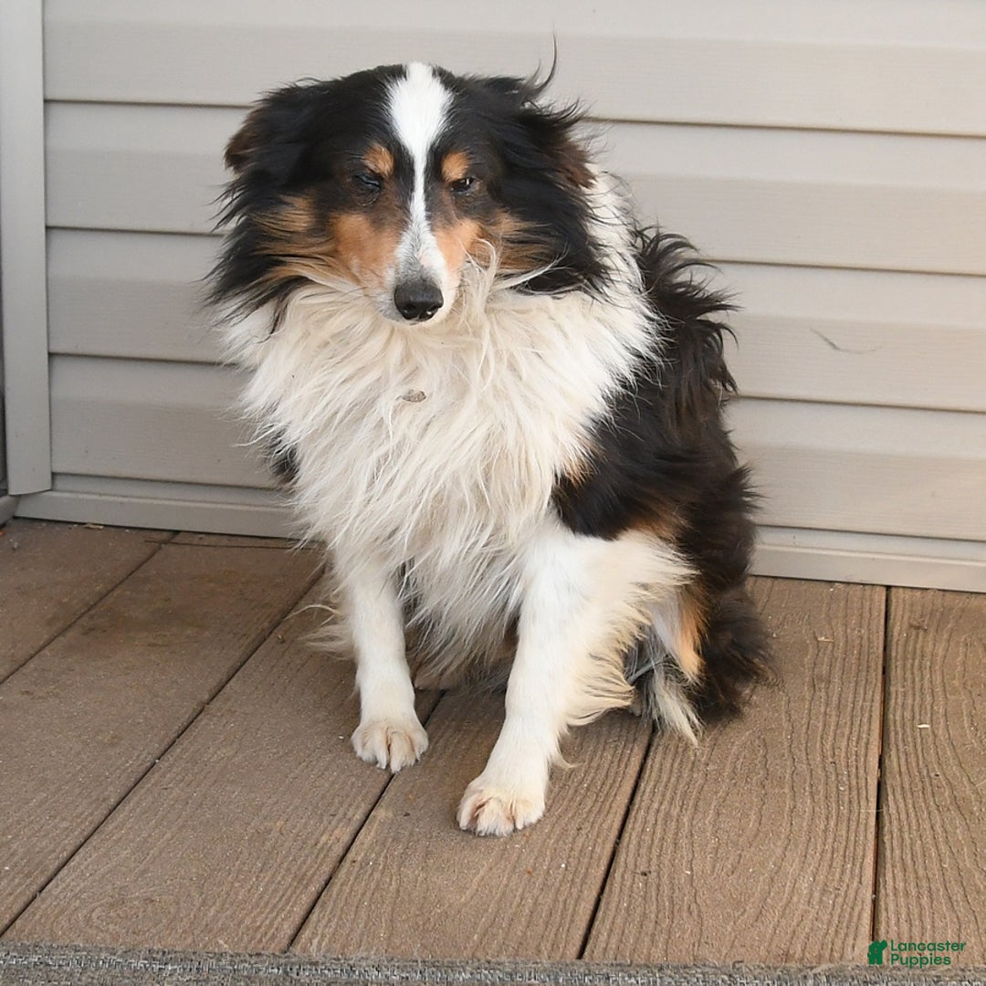 Shetland Sheepdog dogs for sale: Marie   - Ad 7