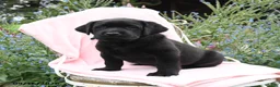Labrador Retriever dogs for sale: Mattie - Ad 3