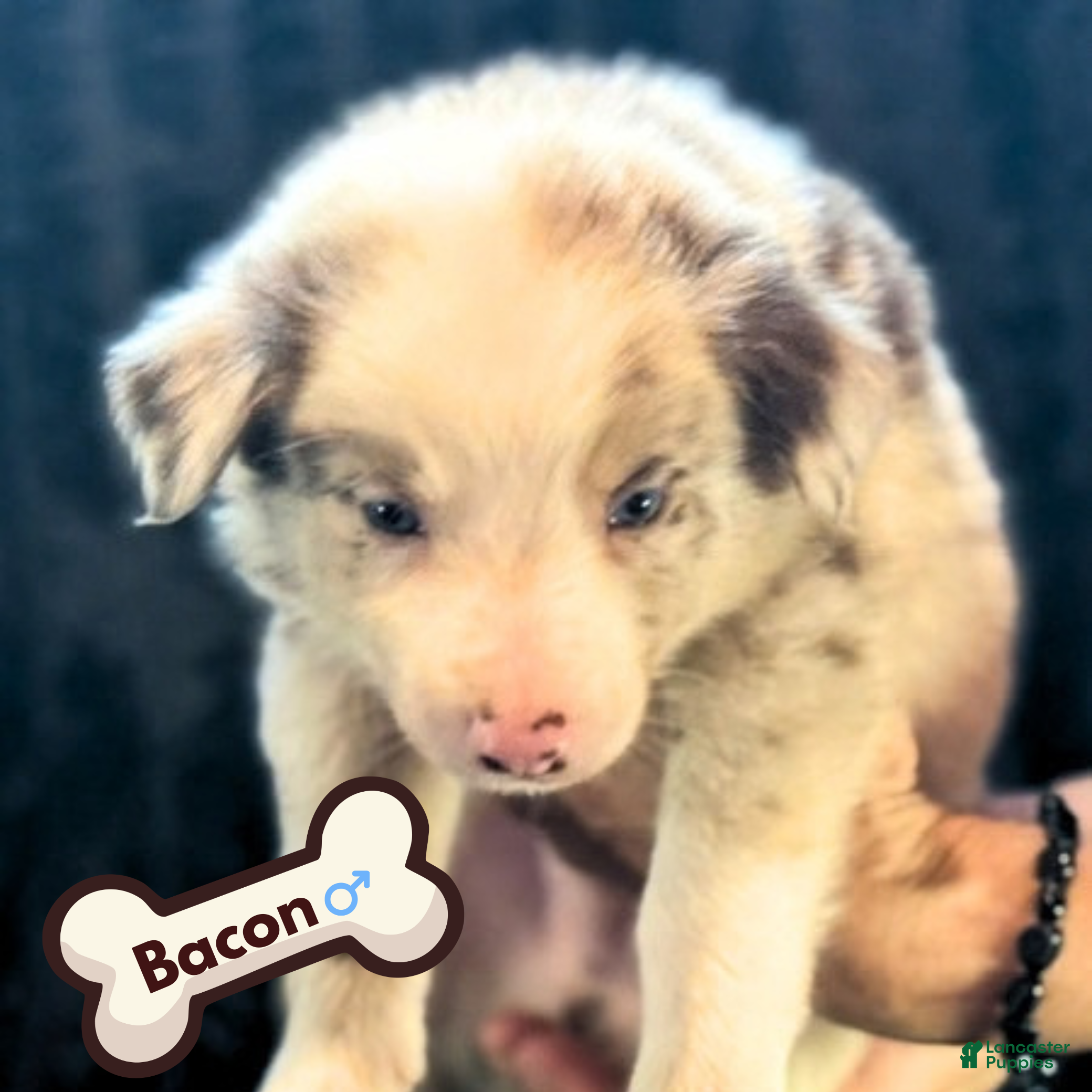Bacon