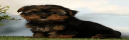 Yorkshire Terrier dogs for sale: Lily - Ad 2