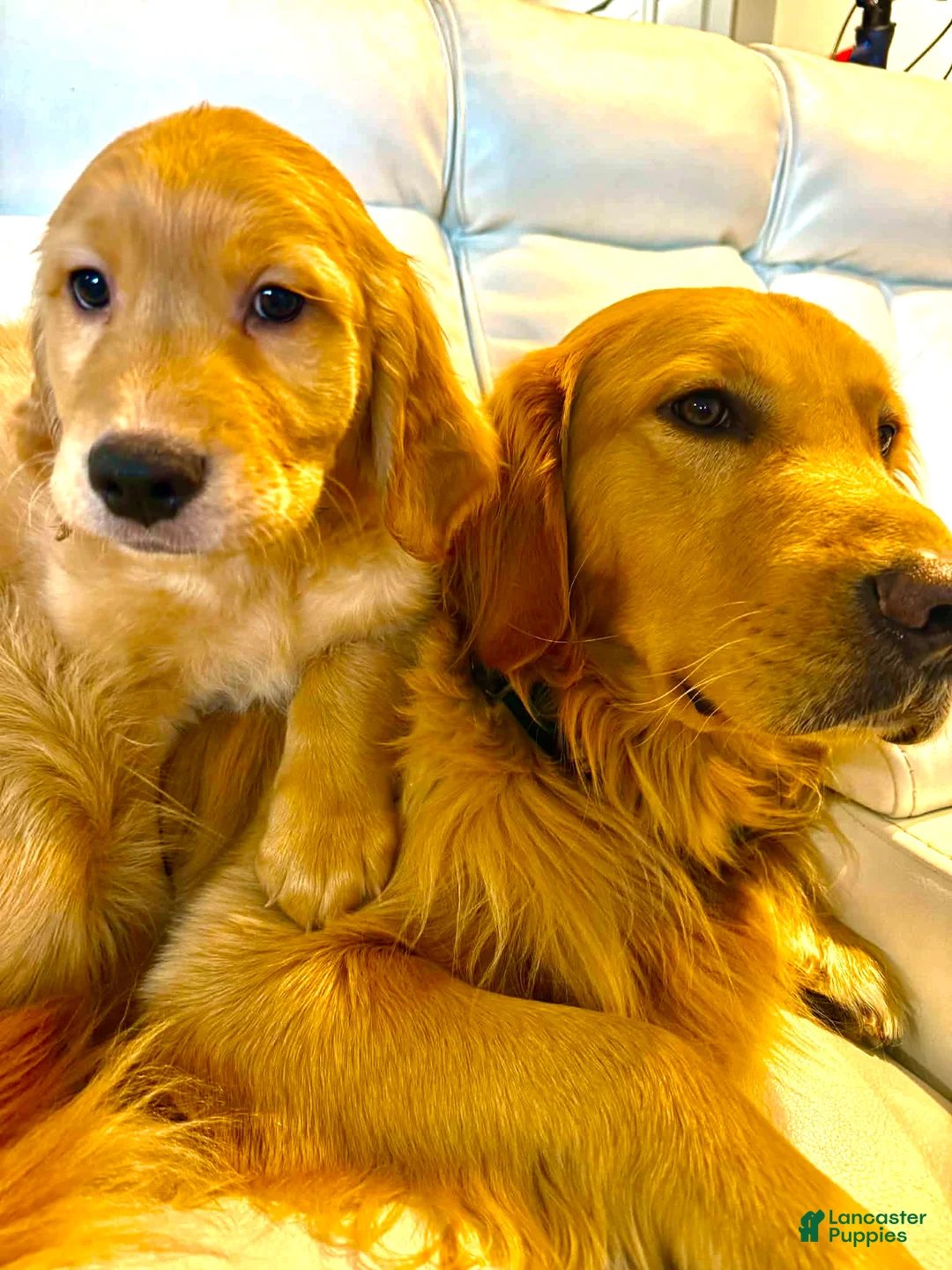Golden Retriever dogs for sale: Golden Retriever Puppy 1 - Ad 2