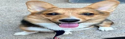 Welsh Corgi Pembroke dogs for sale: Welsh Corgi Pembroke 1 - Ad 2