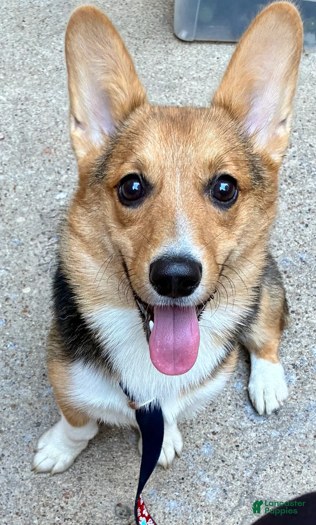 Welsh Corgi Pembroke dogs for sale: Welsh Corgi Pembroke 1 - Ad 2