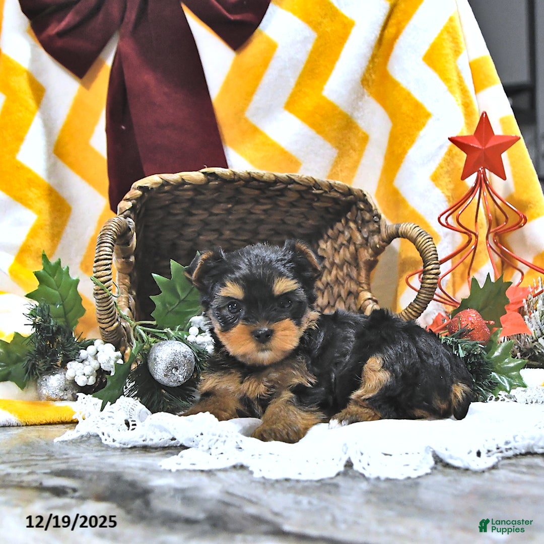 Yorkshire Terrier dogs for sale: Jodie - Ad 3