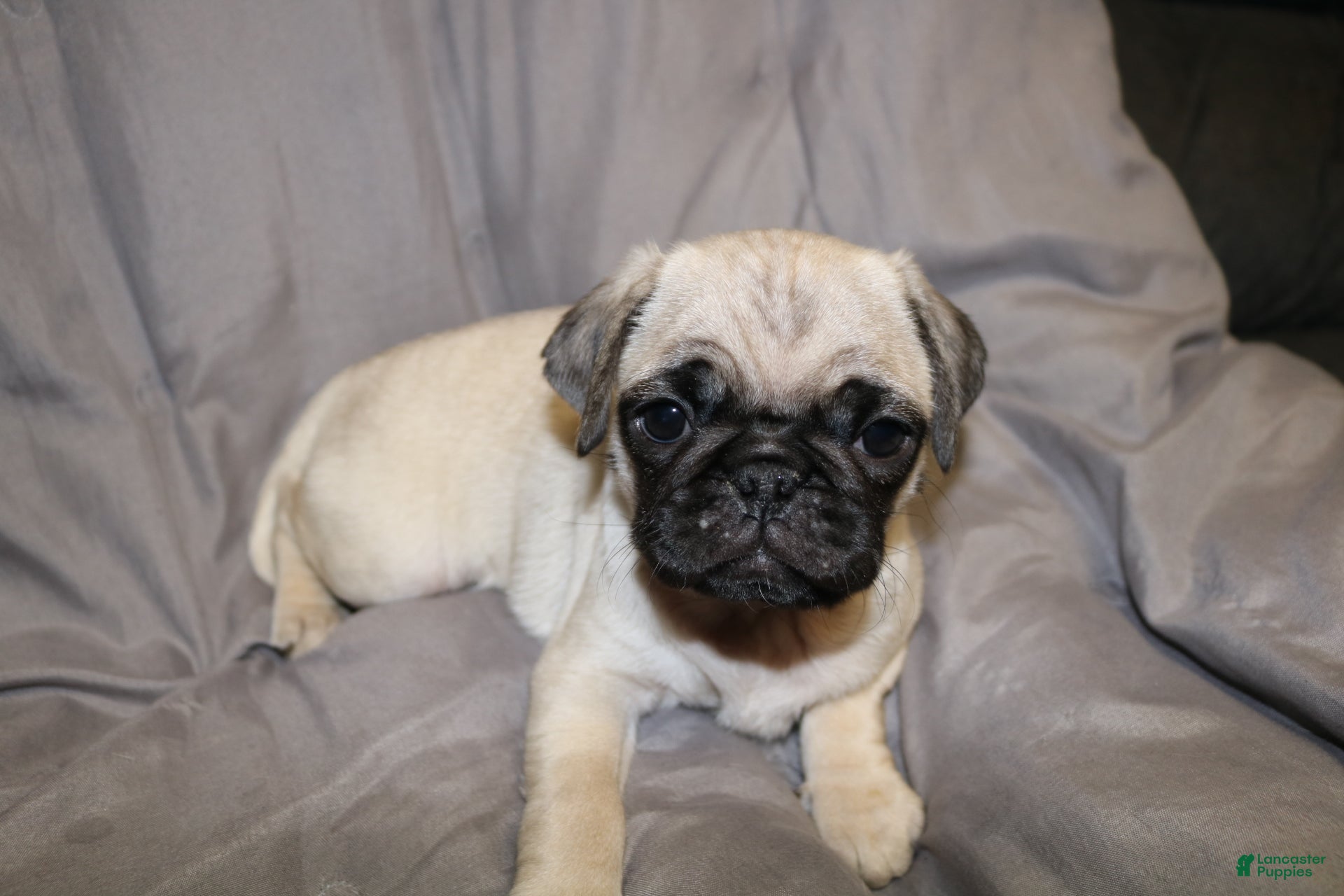 Pug dogs for sale: Pug Puppy 5 - Ad 1