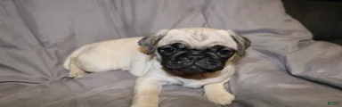 Pug Puppy 5