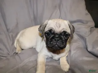 Pug dogs for sale: Pug Puppy 5 - Ad 1