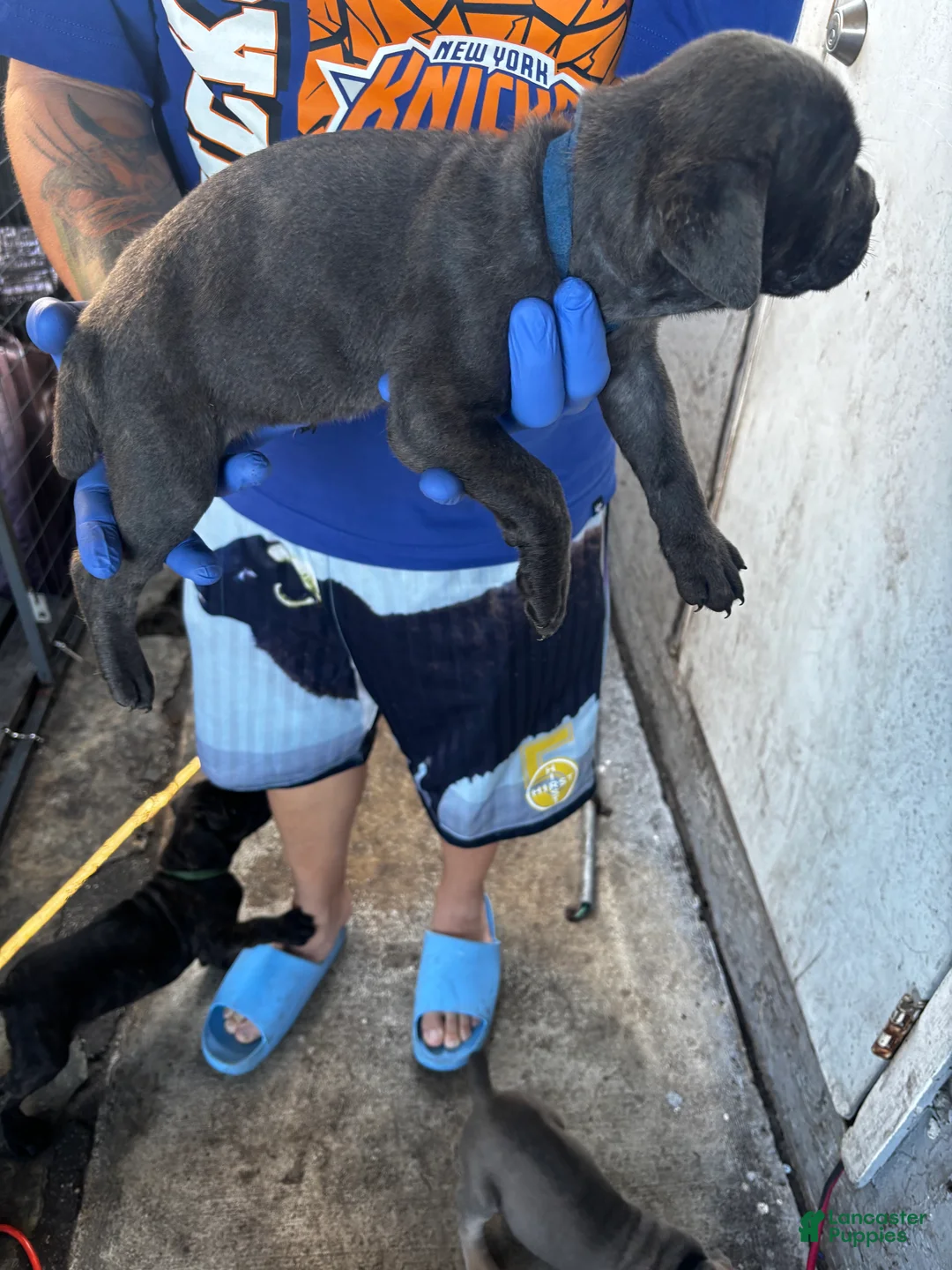 Cane Corso dogs for sale: Cane Corso Puppy 3 - Ad 2