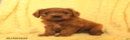 Cavapoo dogs for sale: Waffles - Ad 4