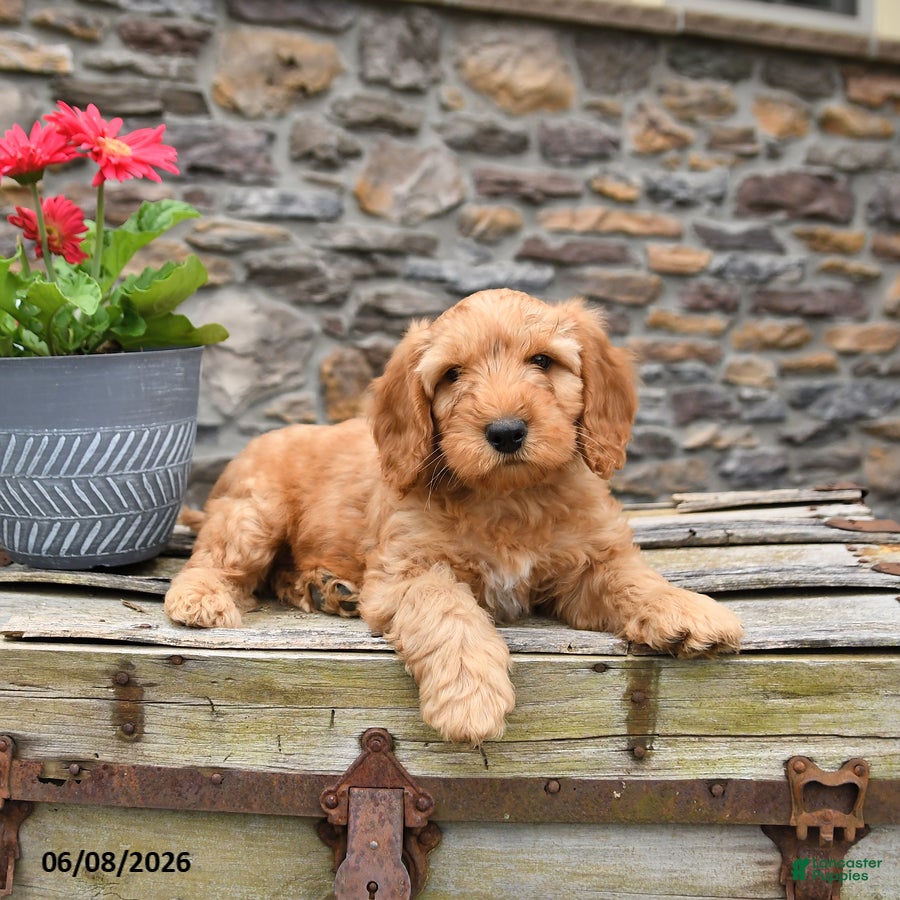 Mini Goldendoodle dogs Duke - Ad 1
