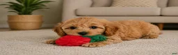 Cavapoo dogs for sale: Bella - Ad 3